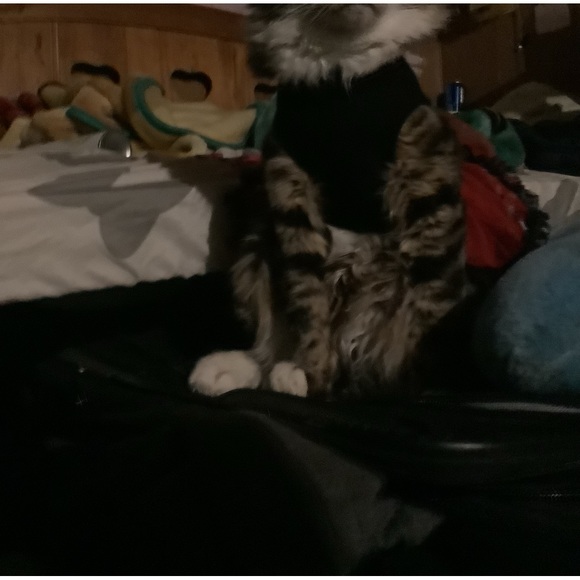 Meet your Posher, Lili - Picture 2 of 16